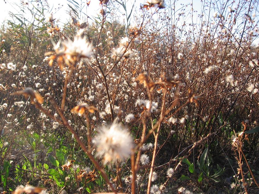 da determinare golfo Follonica 2 - Aster cfr. tripolium